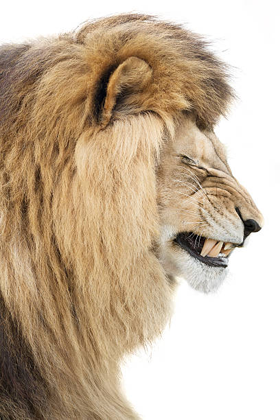 istock Sorrow of king 597927166