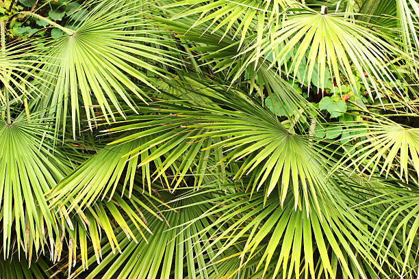 la palma nana del ventaglio (chamaerops humilis) lascia come sfondo - pianta nana foto e immagini stock