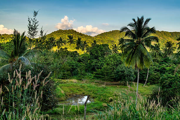 istock Palm trees and Thai dense tropical vegetation 597927382