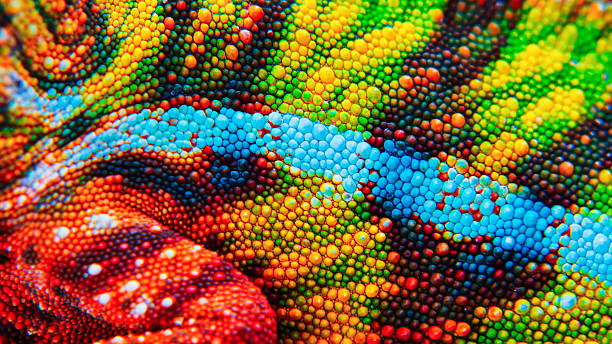 Detail of the particular skin of a chameleon. Detail of the particular colored skin of a chameleon. multi colored stock pictures, royalty-free photos & images