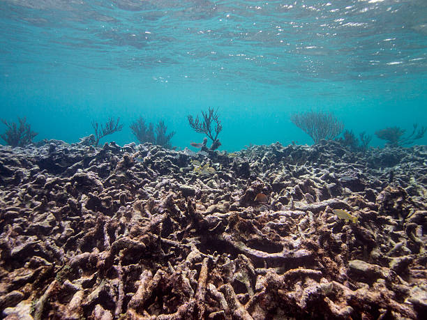 dead barriera corallina - dead animal foto e immagini stock