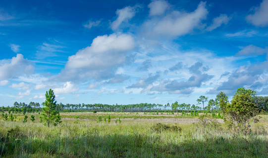 A prairie and pine trees in Juniper Prairie Wilderness in Ocala National Forest, the southernmost wilderness area in the United States.
