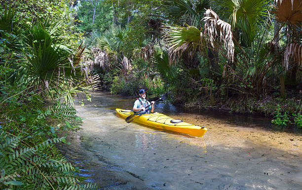 kayak juniper springs nella foresta nazionale di ocala - vertical forest national forest woods foto e immagini stock