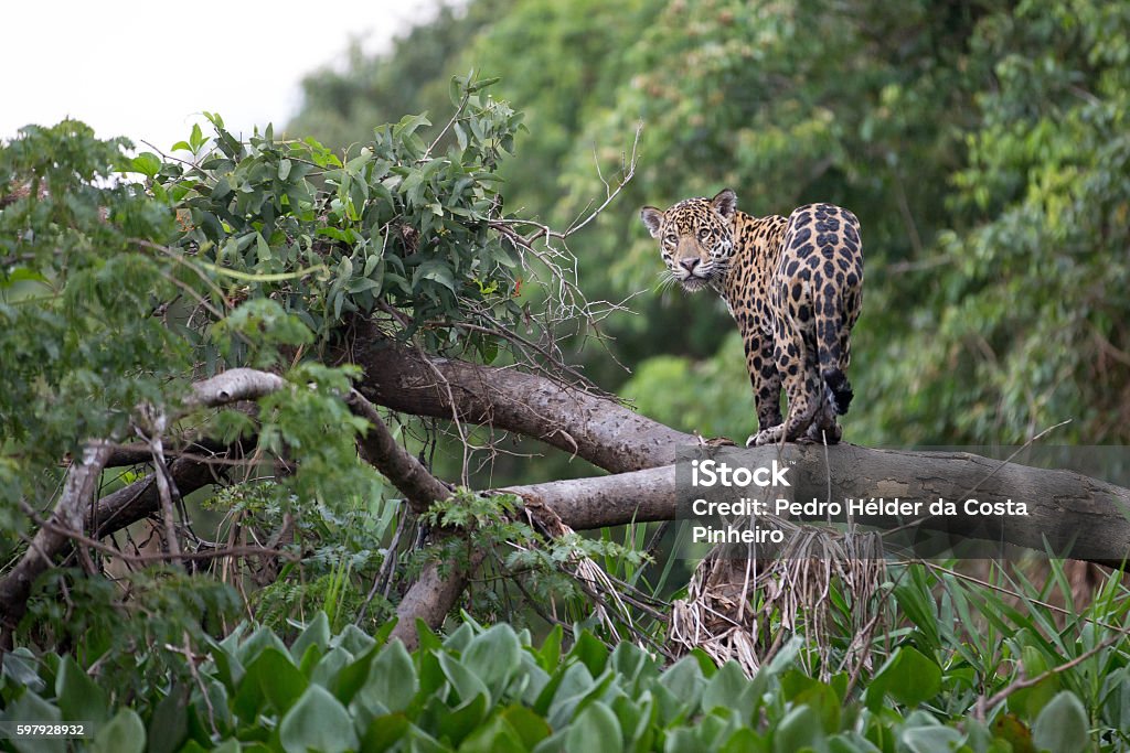 Jaguar in Brazilian Pantanal photo shot in Brazilian Pantanal Jaguar - Cat Stock Photo