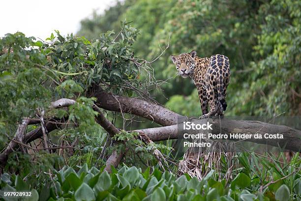 Jaguar In Brazilian Pantanal Stock Photo - Download Image Now - Jaguar - Cat, Amazon Rainforest, Animal