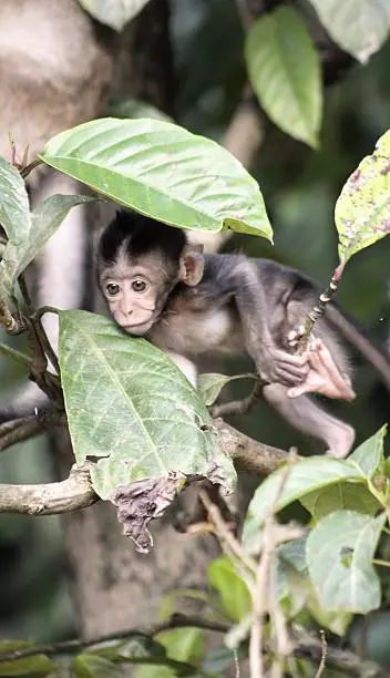 Baby monkey in the wild in Borneo