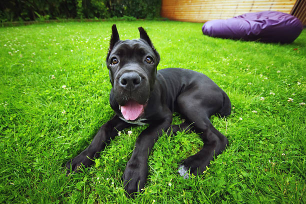 istock Black Cane Corso puppy lying outdoors on a green grass 597929266