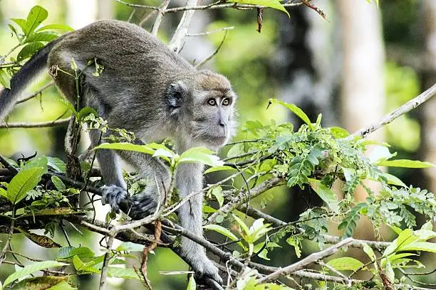 Macaque, (monkey) in the wild in Borneo.