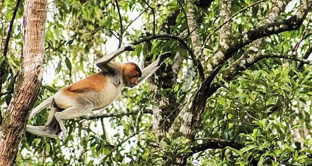 Proboscis monkey jumping through trees in the Borneo Rainforrest