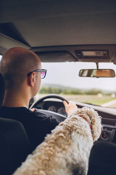 istock Man enjoys the ride home as much as his dog! 597929702