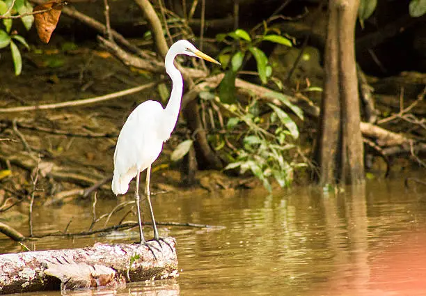 Wild Crane looking for fish in river in Borneo Rainforrest
