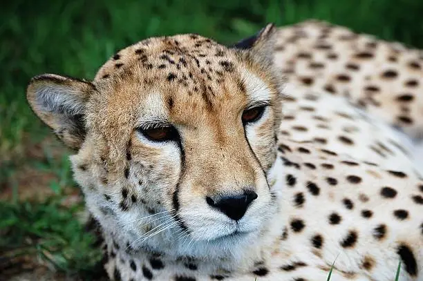 Cheetah at Canberra Zoo close up.