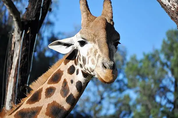 Giraffe at Dubbo Safari park.