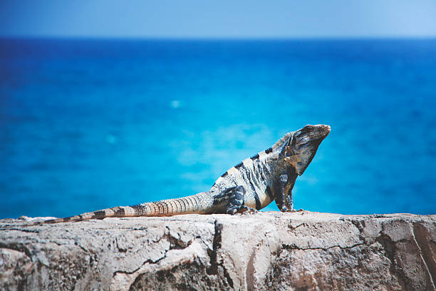istock Iguana by the Sea 597930042