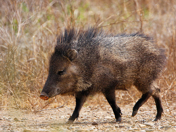 Javelina Profile Javelina peccary found in the desert of Texas.  peccary stock pictures, royalty-free photos & images