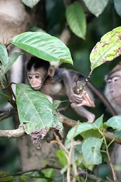 Baby monkey being watched by mother in Borneo Rainforrest