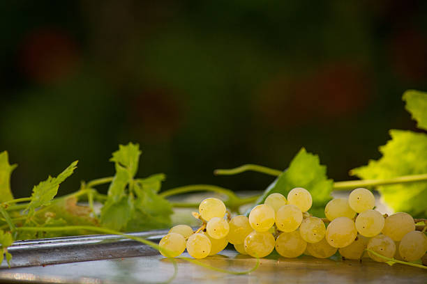 виноград chenin blanc на трей с виноградной лозой - chenin blanc стоковые фото и изображения