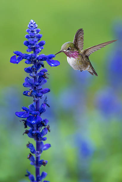 tiny hummingbird in the garden vertical image - bestuiving fotos stockfoto's en -beelden