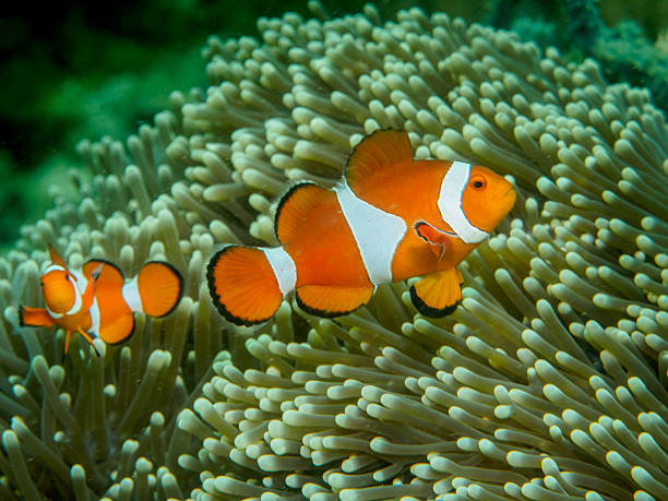 istock anemone fish at underwater, philippines 597932662