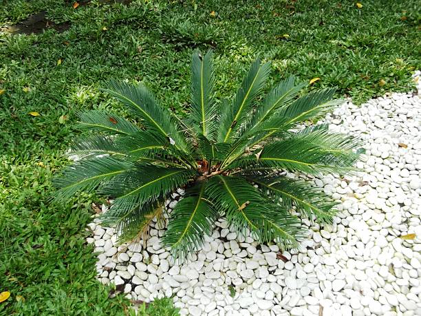 istock plant in garden 597933048