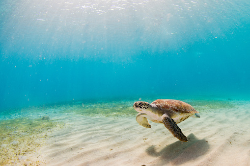 Sea turtle