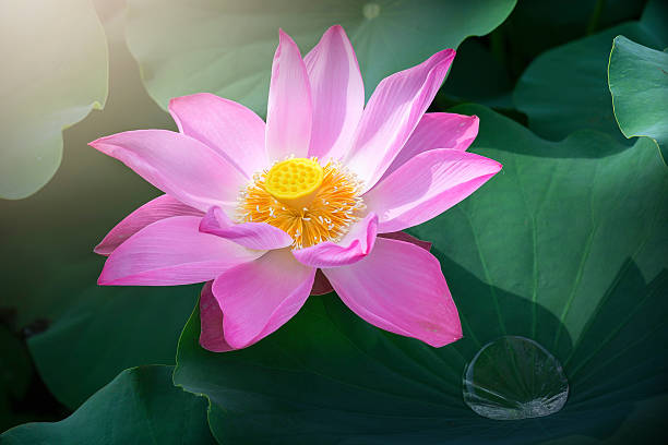 Lotus In The Early Sun Stock Photo - Download Image Now - Lotus Water Lily,  Sacred Lotus, Aquatic Organism - iStock