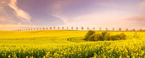istock spring field of young corn, blooming oil seed rape 597937398