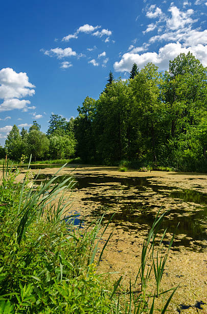istock Summer country pond with green duckweed 597937500