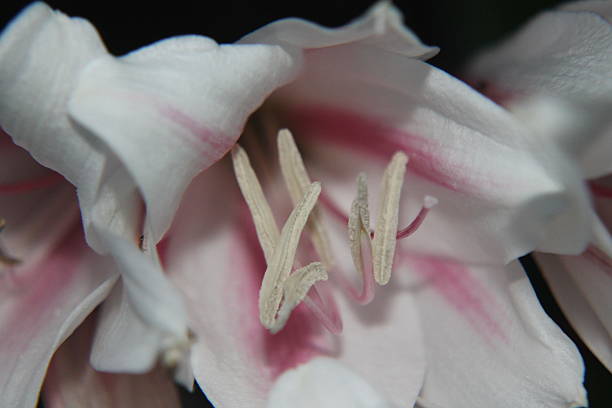 biały i różowy hardy amaryllis - hardy bulbs zdjęcia i obrazy z banku zdjęć