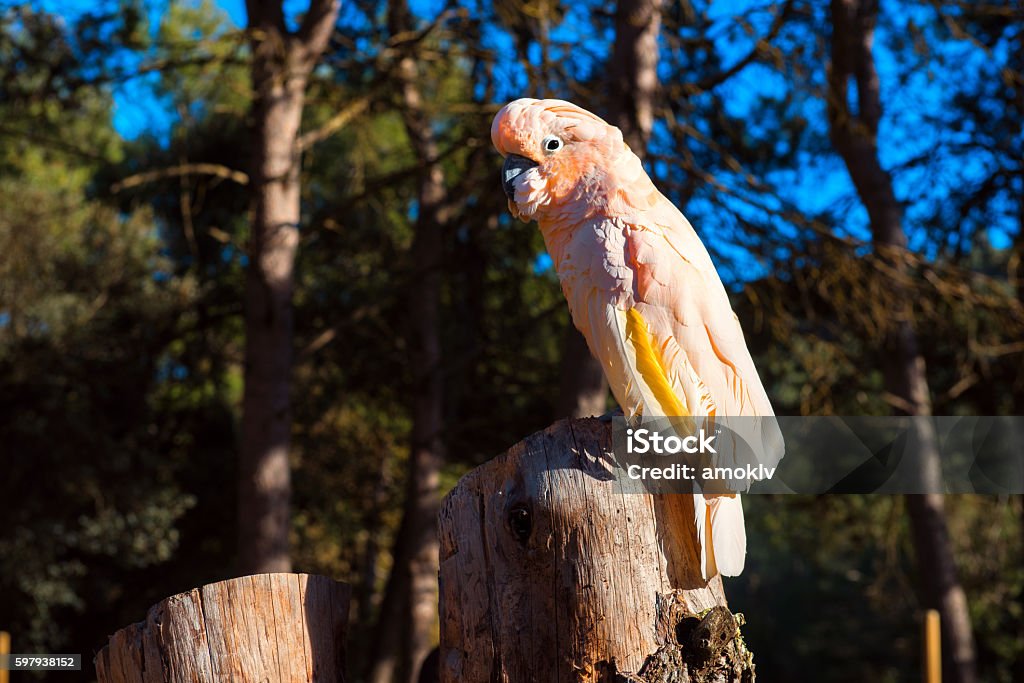 Cacatua  - Foto de stock de Animal selvagem royalty-free