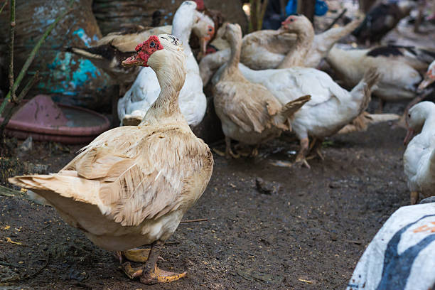 istock White ducks walking to eat food. 597938414