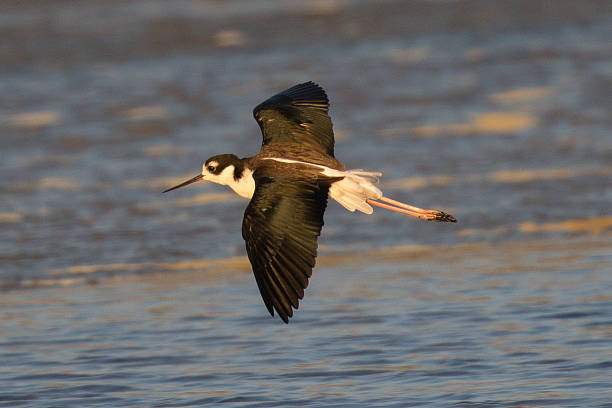 istock Black-necked stilt in flight, seen in a North California marsh 597938604