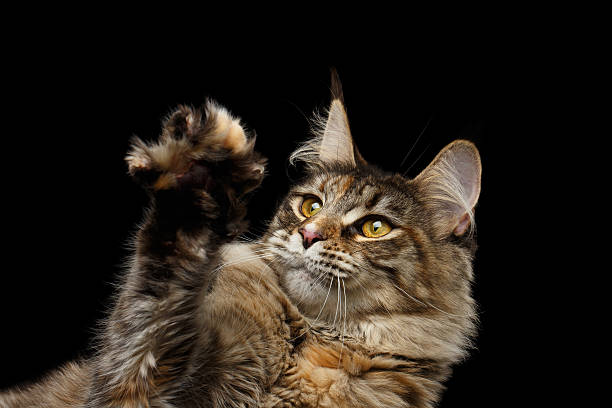 istock Closeup Maine Coon Cat Head Isolated on Black Background 597938678