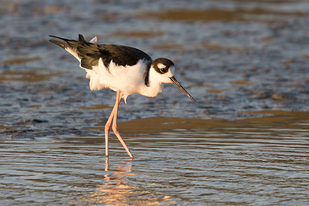 istock Black-necked stilt, seen in a North California marsh 597938746