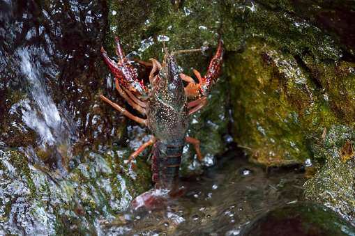 Red Crayfish, live , water, waterfall.