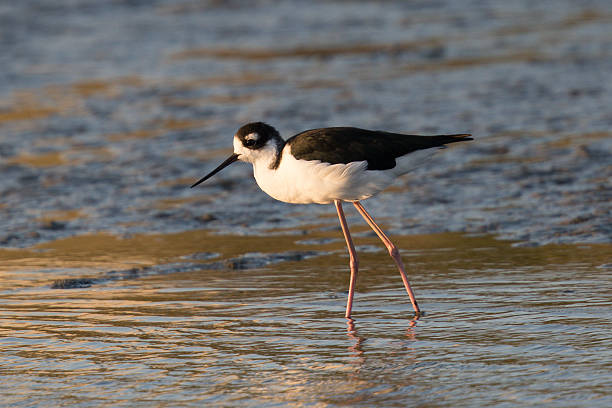 istock Black-necked stilt, seen in a North California marsh 597938778