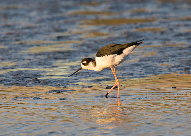 istock Black-necked stilt, seen in a North California marsh 597938846