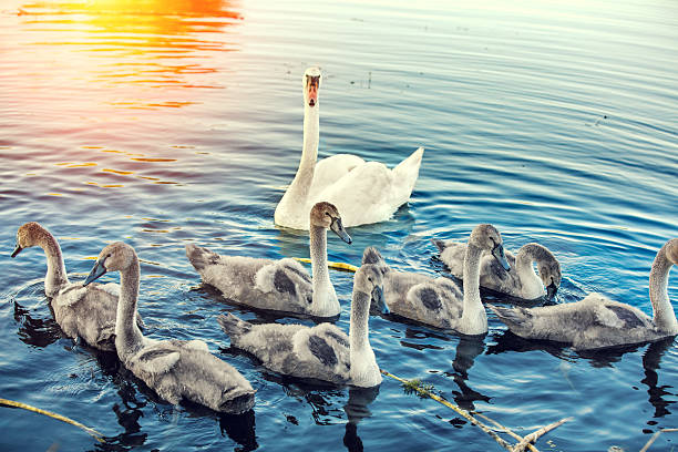 famiglia di cigni nuoto sul fiume - young bird landscape animal bird foto e immagini stock