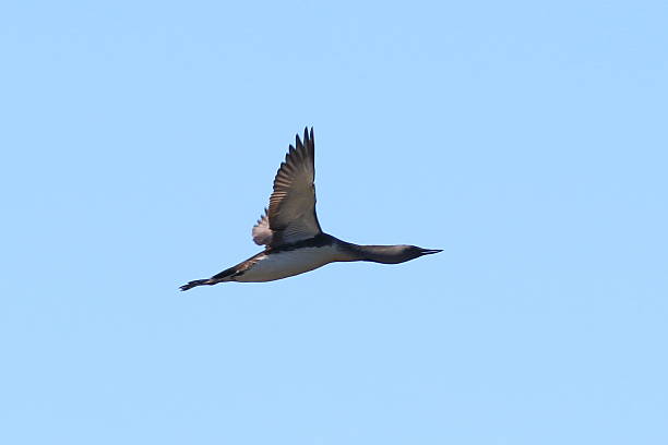 istock Gavia arctica. Black-throated diver against the sky 597939344