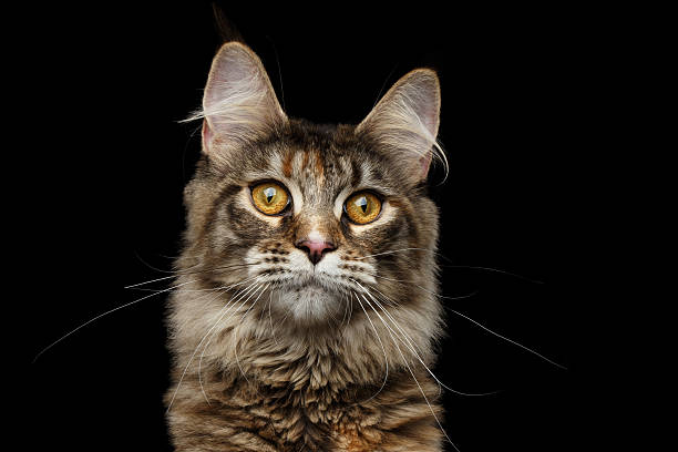 istock Closeup portrait Maine Coon Cat Isolated on Black Background 597939372
