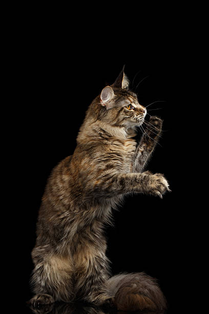istock Tabby Maine Coon Cat Sitting Isolated on Black Background 597939536