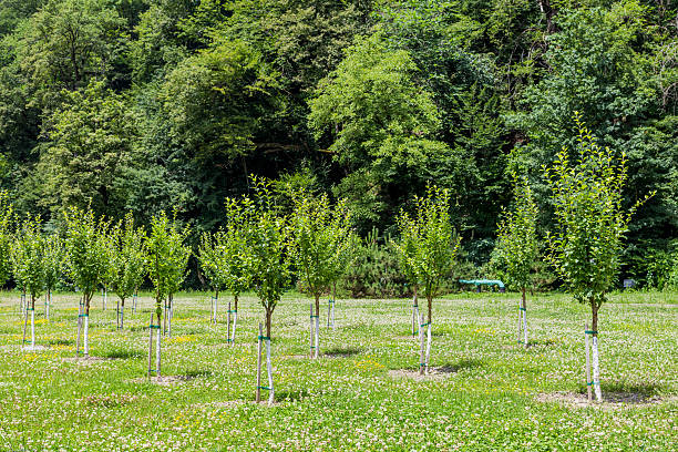 группа маленьких деревьев, растущих в саду - sapling стоковые фото и изображения