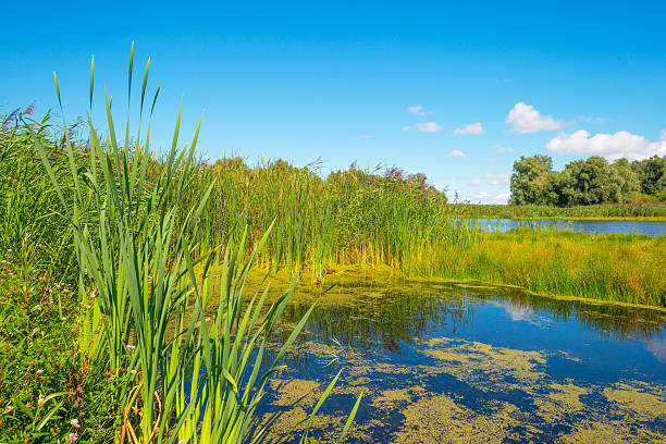 istock Shore of a lake in summer 597940670