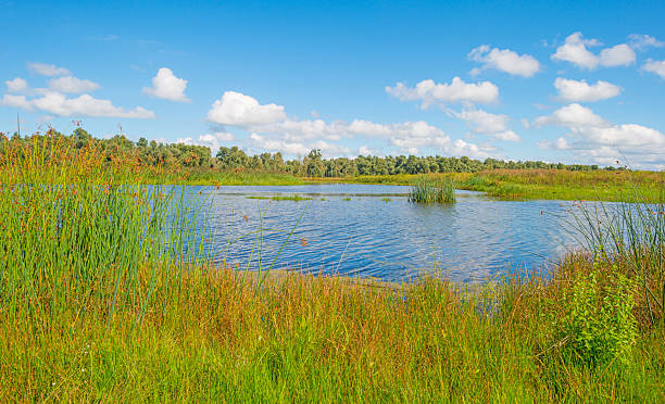 istock Shore of a lake in summer 597941030