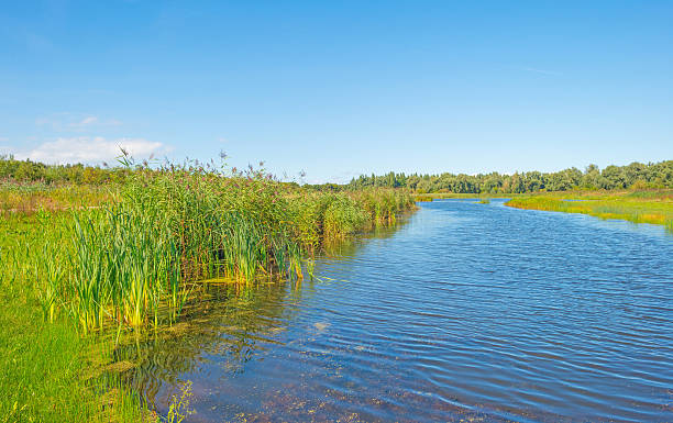 istock Shore of a lake in summer 597941098