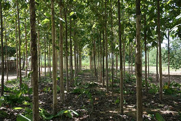 istock green of teak plantation 597941368
