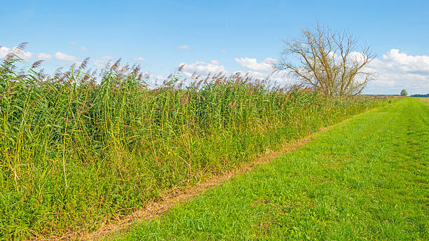 istock Reed along a canal in summer 597941496