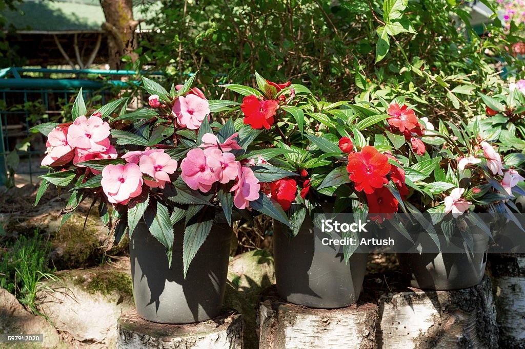 Foto de Nova Guiné Vermelha Impatiens Flores Em Vasos e mais fotos de stock  de Botânica - Assunto - Botânica - Assunto, Cabeça da flor, Colorido -  iStock