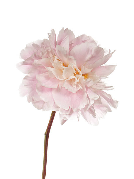 istock Tender pink peony flower 597942036