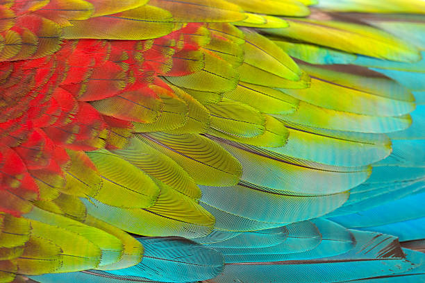 istock Colorful texture of Scarlet Macaw feathers. 597942208